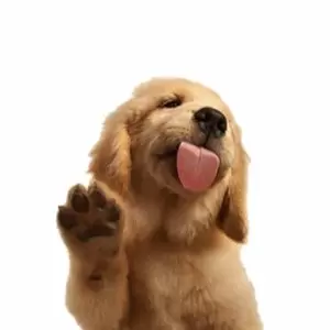 Лакомства для собак