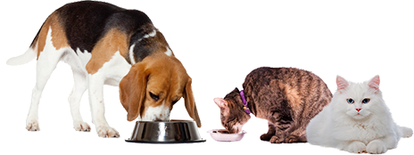cat-dog
